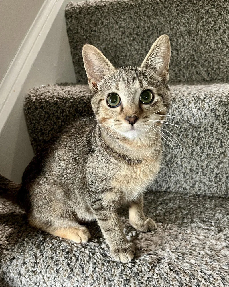 A baby small-sized female Domestic Short Hair cat named Duclair for adoption in Newport, KY