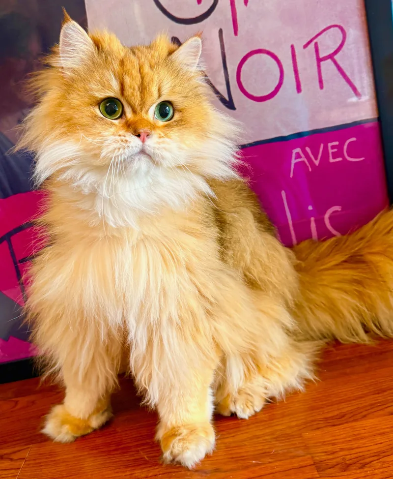 A young medium-sized male British Longhair cat named Honey Bear for adoption in Davis, CA