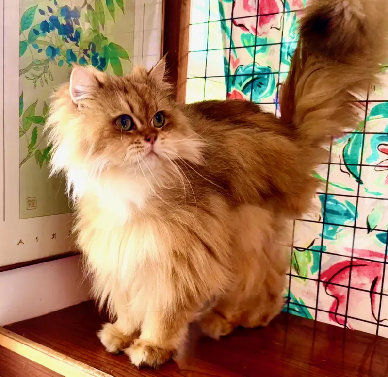 Honey Bear thumbnail 2