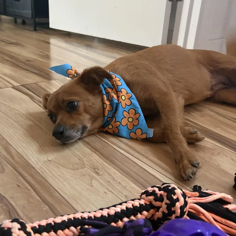 Daphne