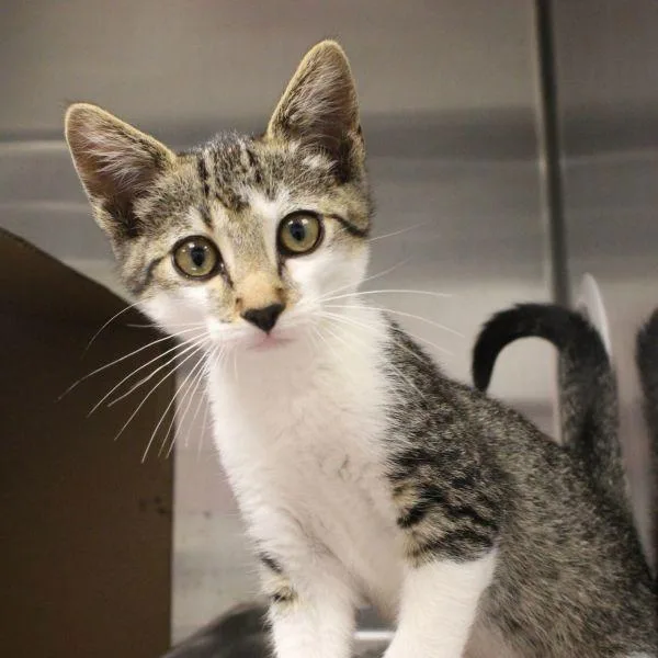 A baby small-sized male Domestic Short Hair cat named Tommy for adoption in Des Moines, IA