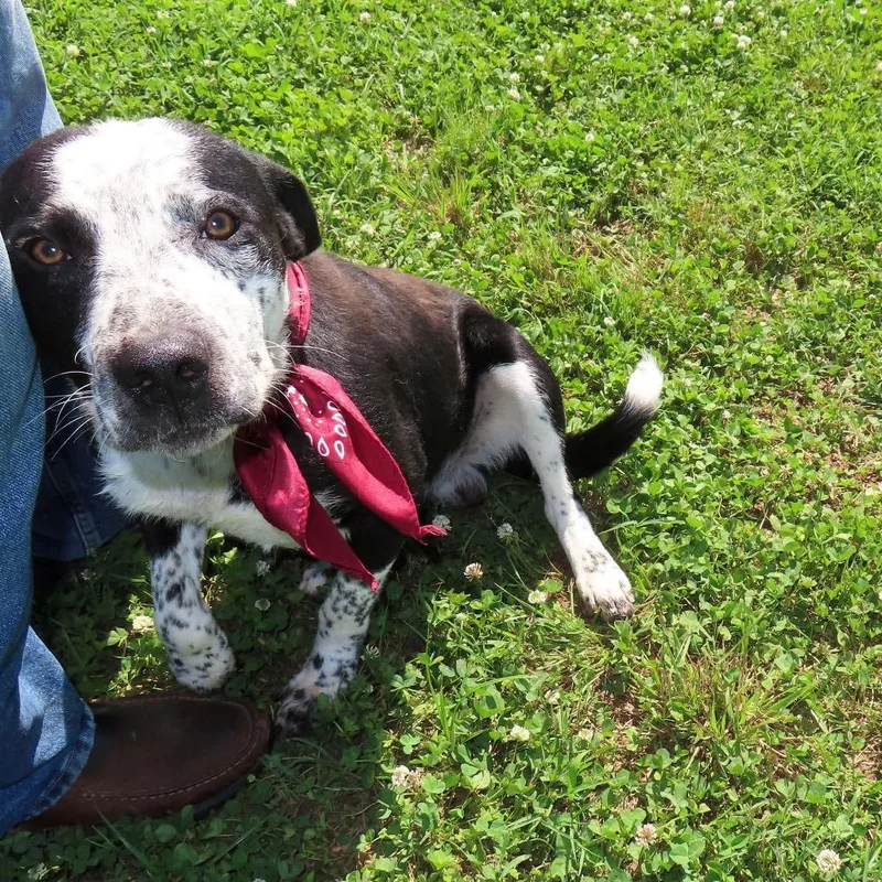 A young medium-sized male Black Border Collie dog named Kenny for adoption in Wadena, MN