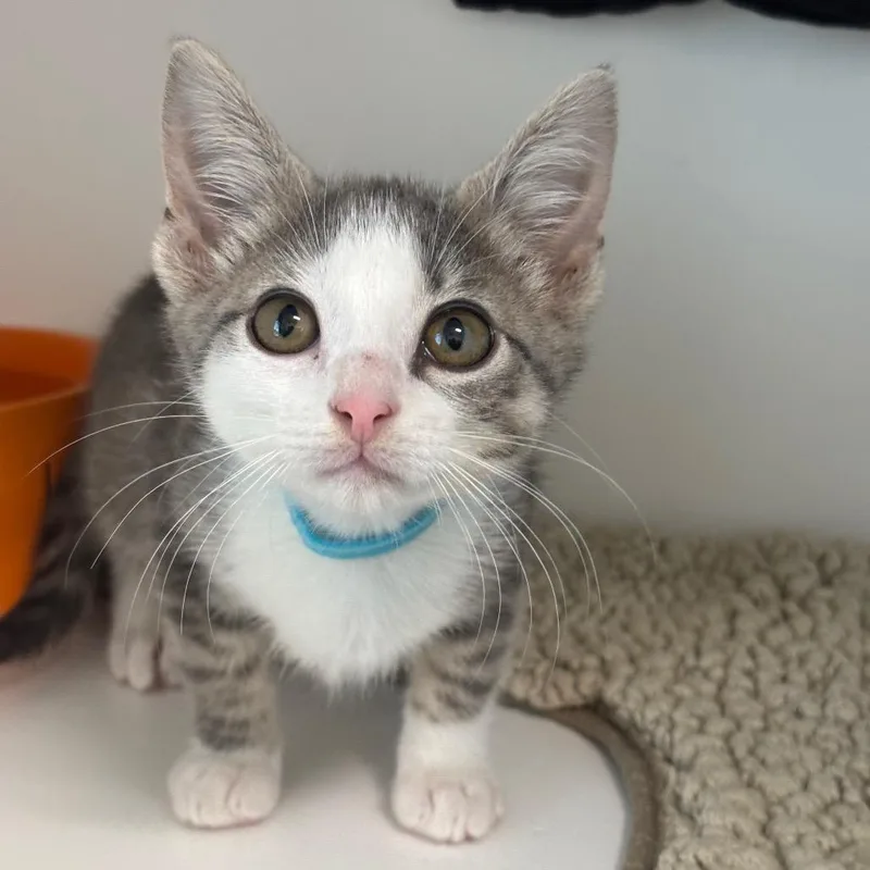 A baby small-sized female Gray / Blue / Silver Domestic Short Hair cat named Mikki for adoption in League City, TX
