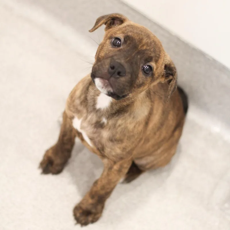 A baby medium-sized female Hound dog named Gigi for adoption in Cumming, GA