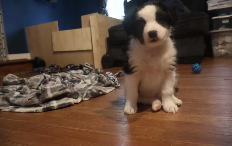 A baby medium-sized male Border Collie dog named Charles for adoption in Fredericksburg, VA