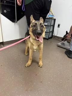A baby large-sized female Shepherd dog named Sonny for adoption in South Bend, IN