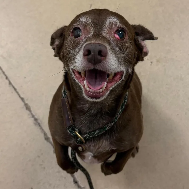 A senior small-sized female Brown / Chocolate Dachshund dog named Missy for adoption in Gulfport, MS