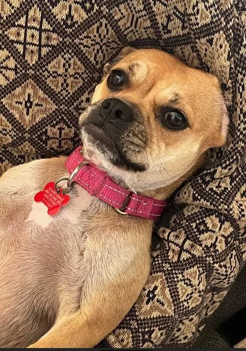 A young small-sized female French Bulldog dog named Luna for adoption in San Diego, CA