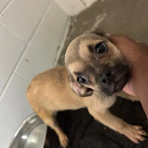 A baby small-sized male Yellow / Tan / Blond / Fawn Pug dog named Jack for adoption in Enterprise, AL