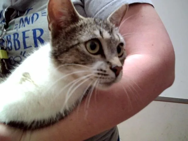 A young medium-sized female Domestic Short Hair cat named Smoore for adoption in Martinez, CA