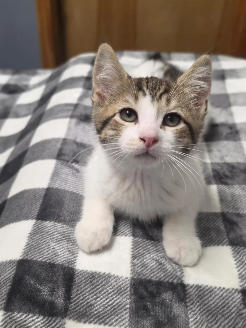 A baby small-sized male Domestic Short Hair cat named Bobby for adoption in Lacona, NY