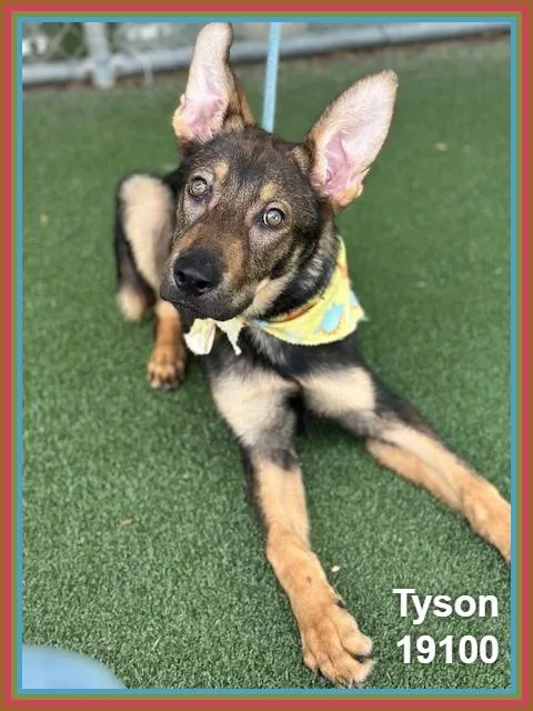 A young large-sized male Black German Shepherd Dog dog named Tyson for adoption in Marietta, GA