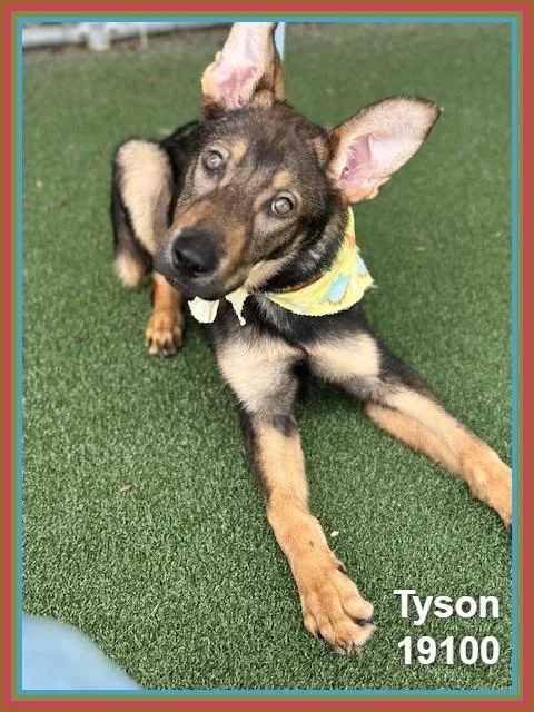 Tyson thumbnail 2