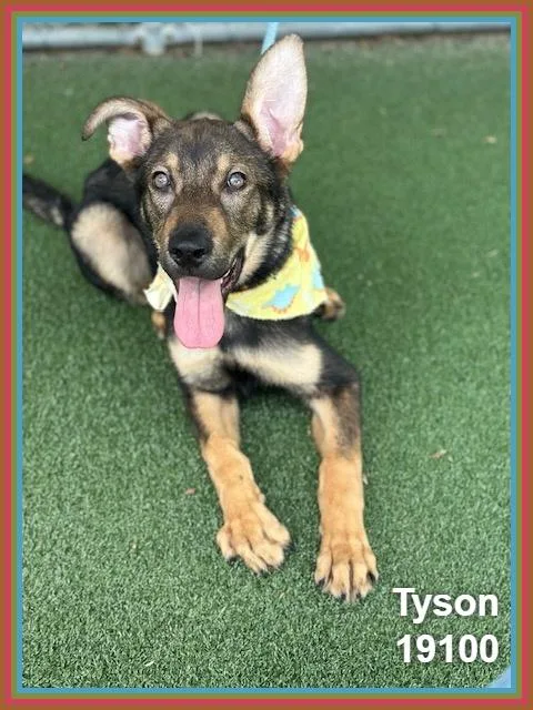 Tyson thumbnail 3