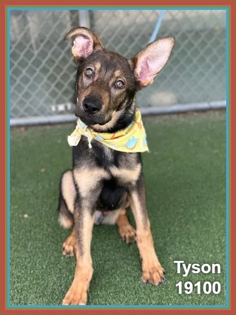 Tyson thumbnail 4