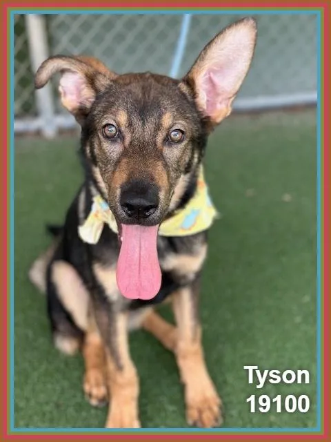 Tyson thumbnail 5