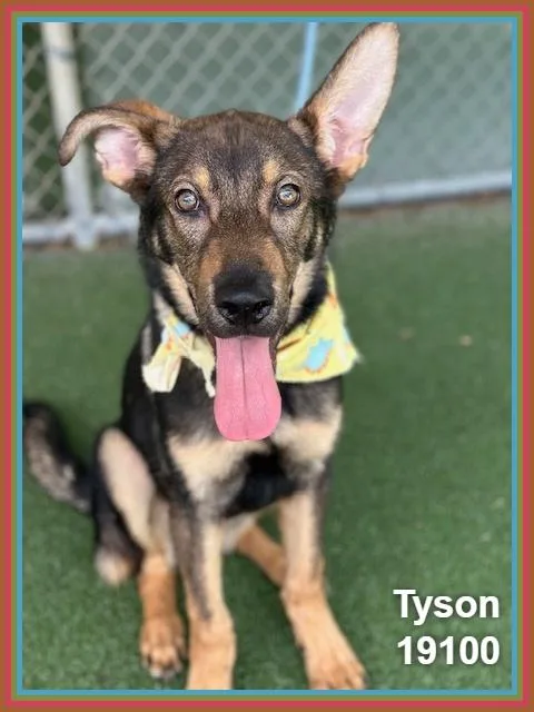Tyson thumbnail 6