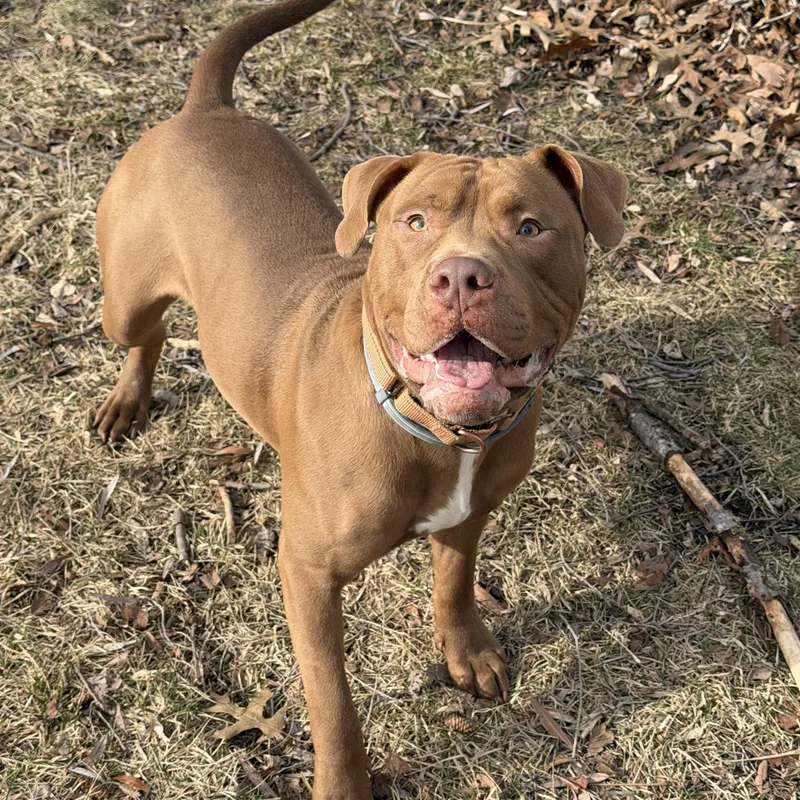 Norm  Stray thumbnail 2