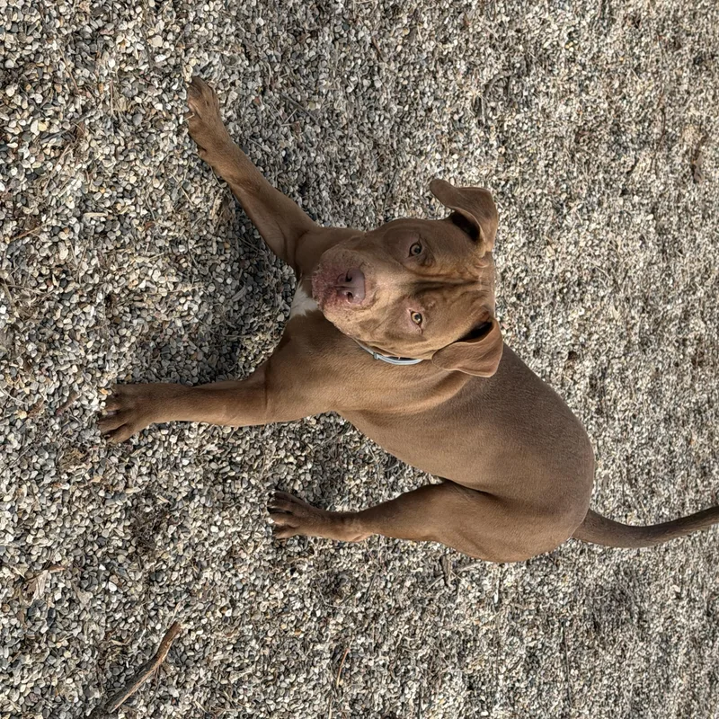 Norm  Stray thumbnail 3