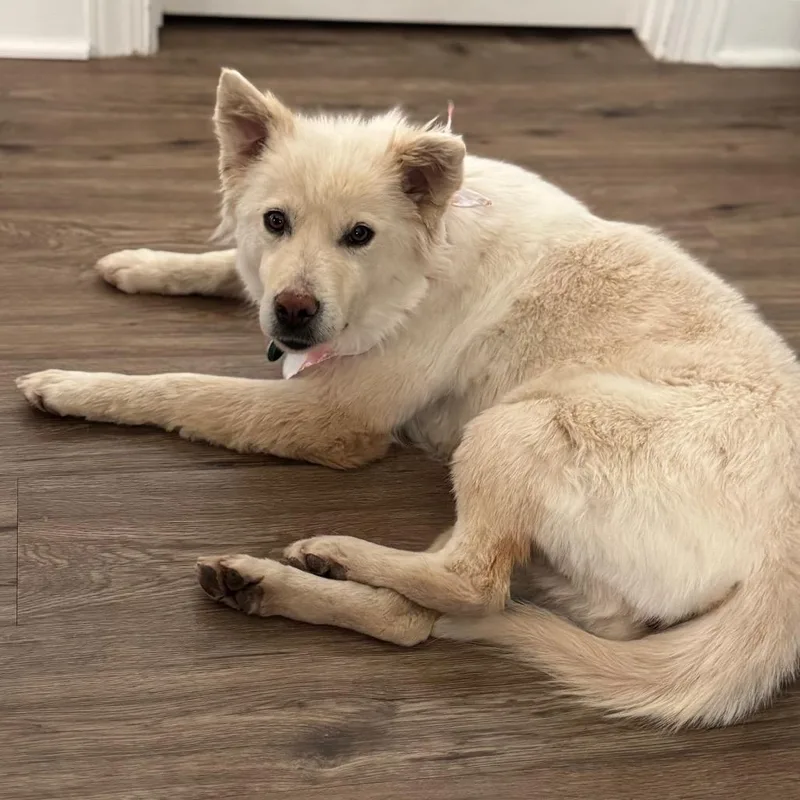 An adult medium-sized female White / Cream Mixed Breed dog named Shannon for adoption in Buffalo, MN