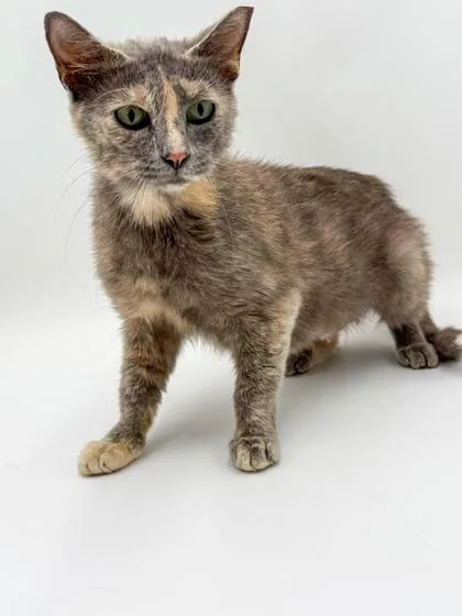 An adult small-sized female Domestic Short Hair cat named Calico for adoption in Bowling Green, KY