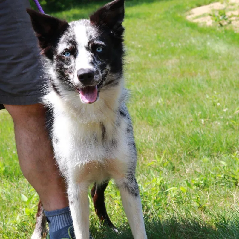 An adult medium-sized female Gray / Blue / Silver Australian Shepherd dog named CT Darcy for adoption in Stormville, NY