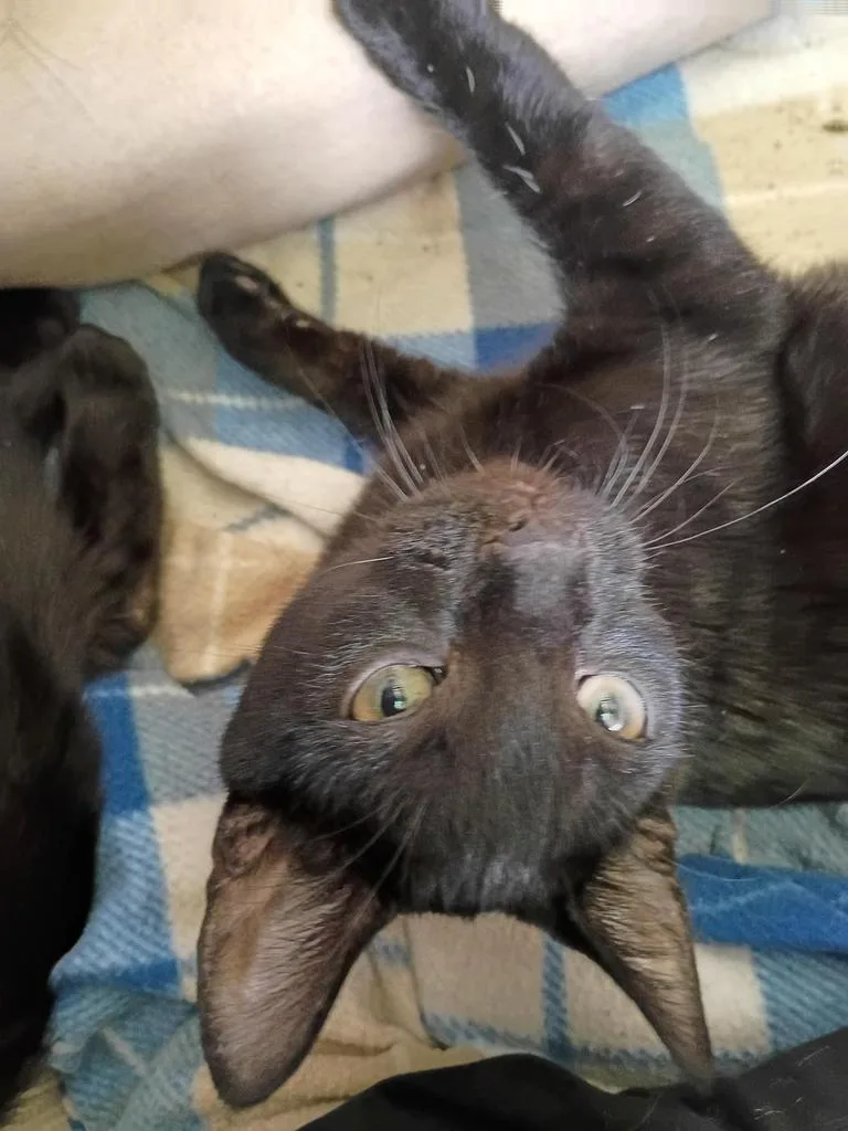 A baby medium-sized male Domestic Short Hair cat named Link for adoption in Findlay, OH