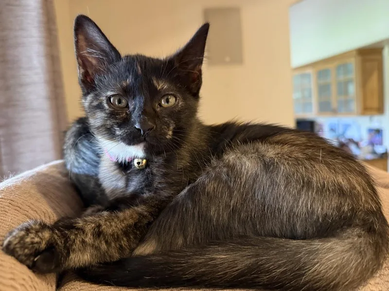 A baby medium-sized female Black Domestic Short Hair cat named Toph Avatar for adoption in Chandler, AZ