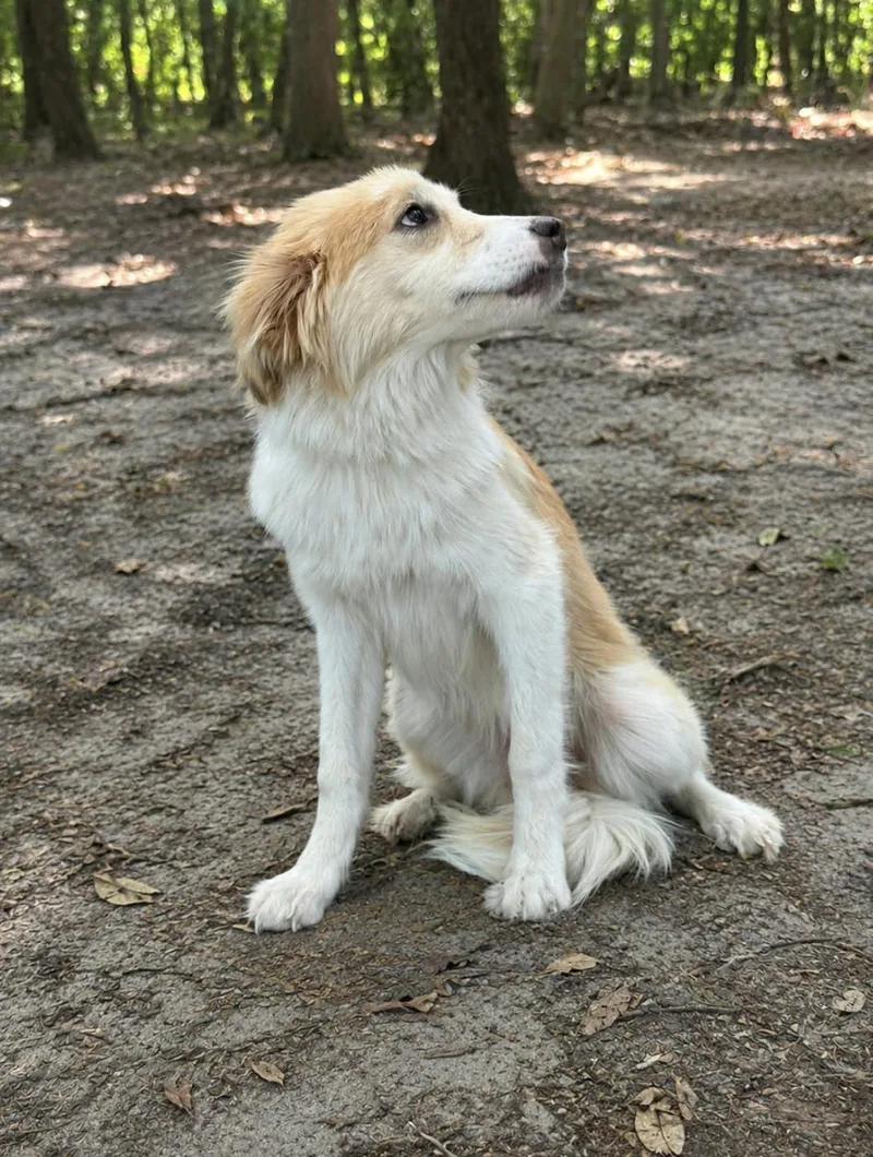 Qinara