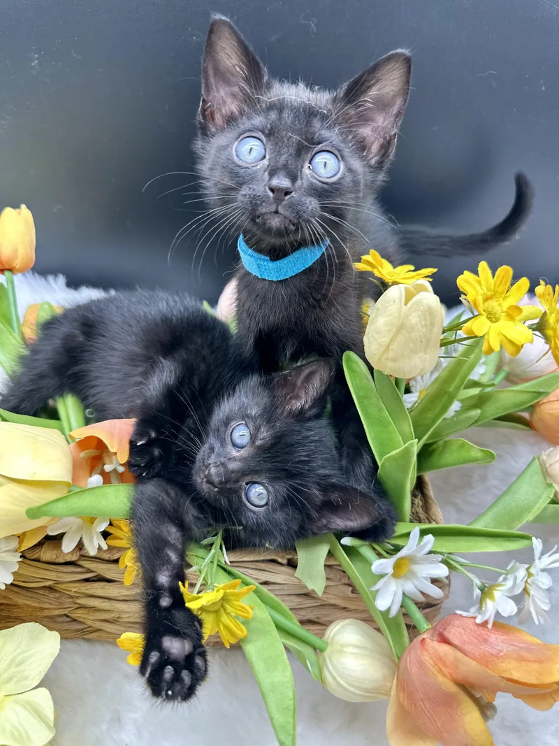A baby medium-sized male Black Domestic Medium Hair cat named Ruko for adoption in HUNTINGTON BEACH, CA