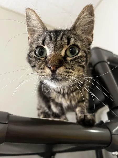 A young small-sized female Domestic Short Hair cat named Halsey for adoption in Santa Rosa, CA