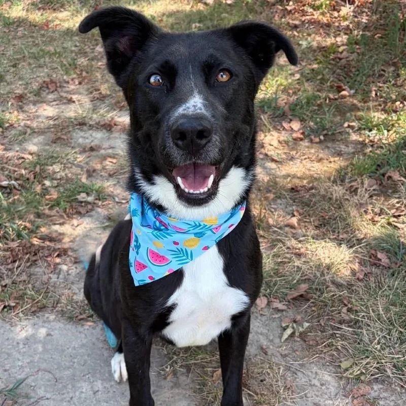 An adult medium-sized male Shepherd dog named Noah for adoption in Naperville, IL