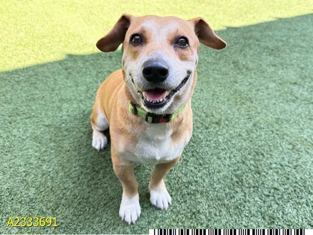A young large-sized female Mixed Breed dog named Misty for adoption in West Palm Beach, FL