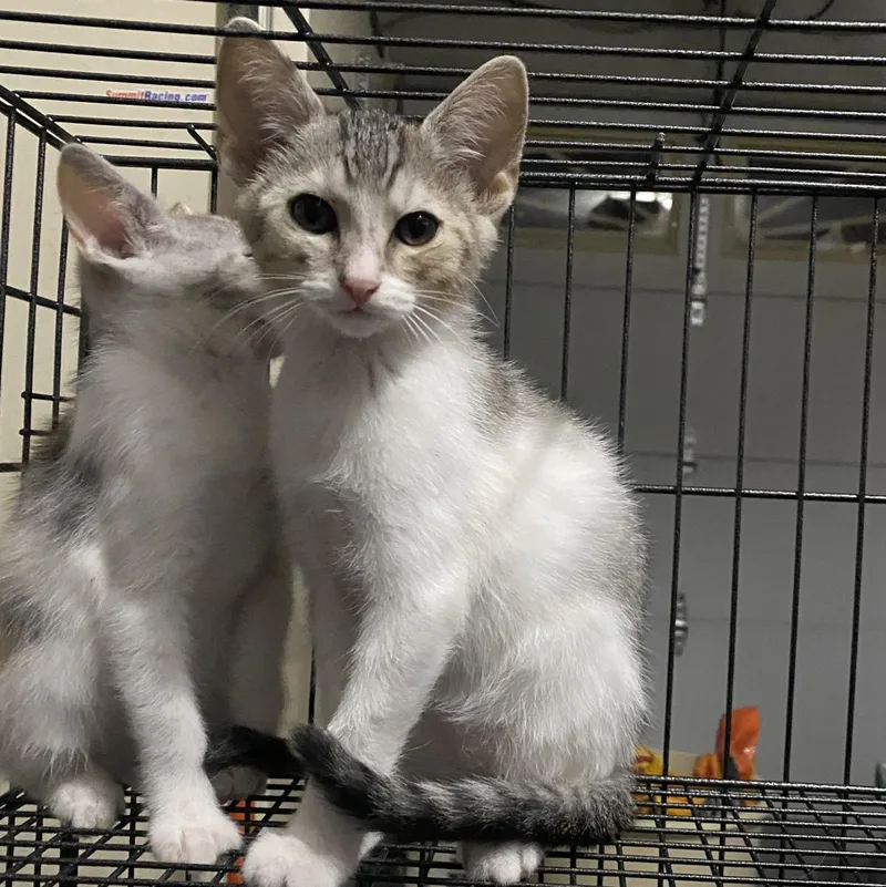 A baby small-sized male Dilute Calico Domestic Short Hair cat named Karen for adoption in Pittsburgh, PA