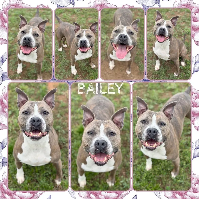 Bailey
