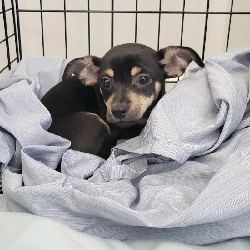 A baby small-sized male Black Chihuahua dog named Perry for adoption in Durham, NC