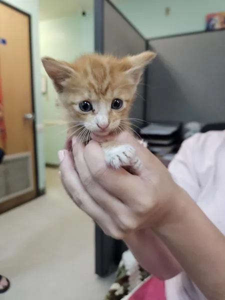 Cheddar
