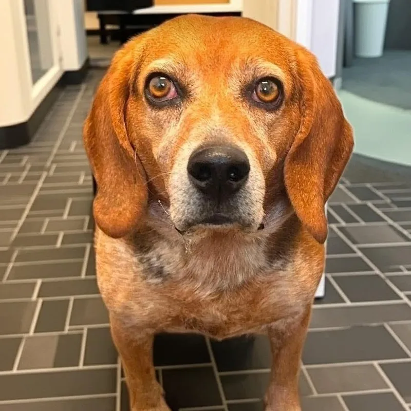 An adult medium-sized male Brown / Chocolate Beagle dog named Waylon for adoption in Walnut Cove, NC