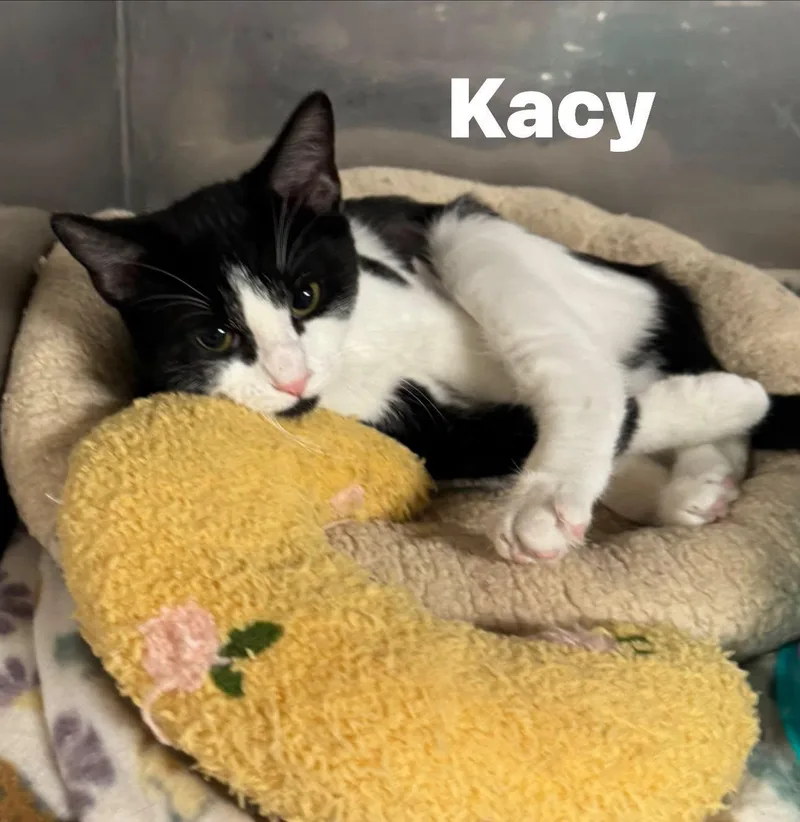 A young medium-sized female Black & White / Tuxedo Domestic Short Hair cat named Kacy for adoption in Ludington, MI
