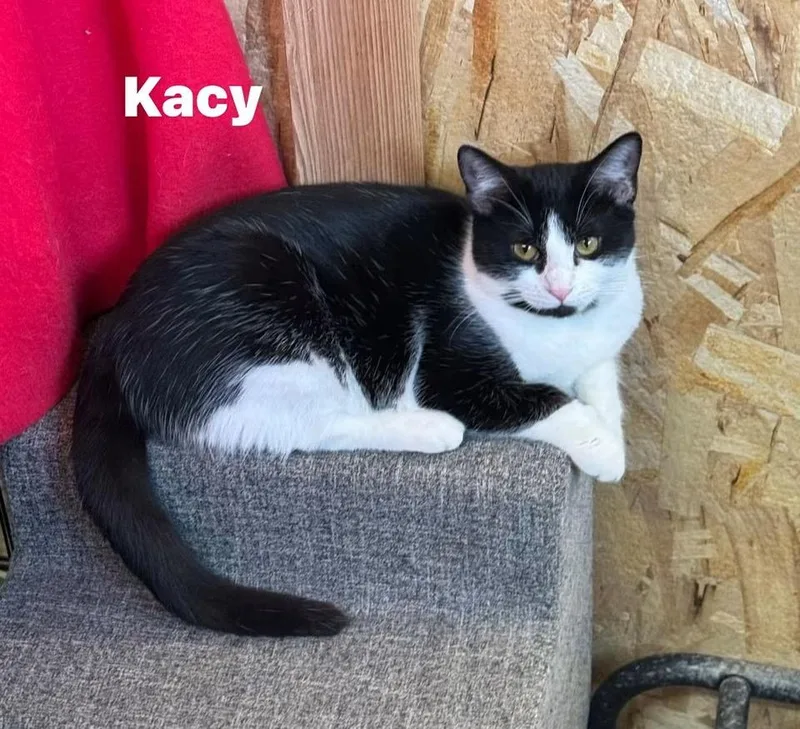 Kacy thumbnail 2