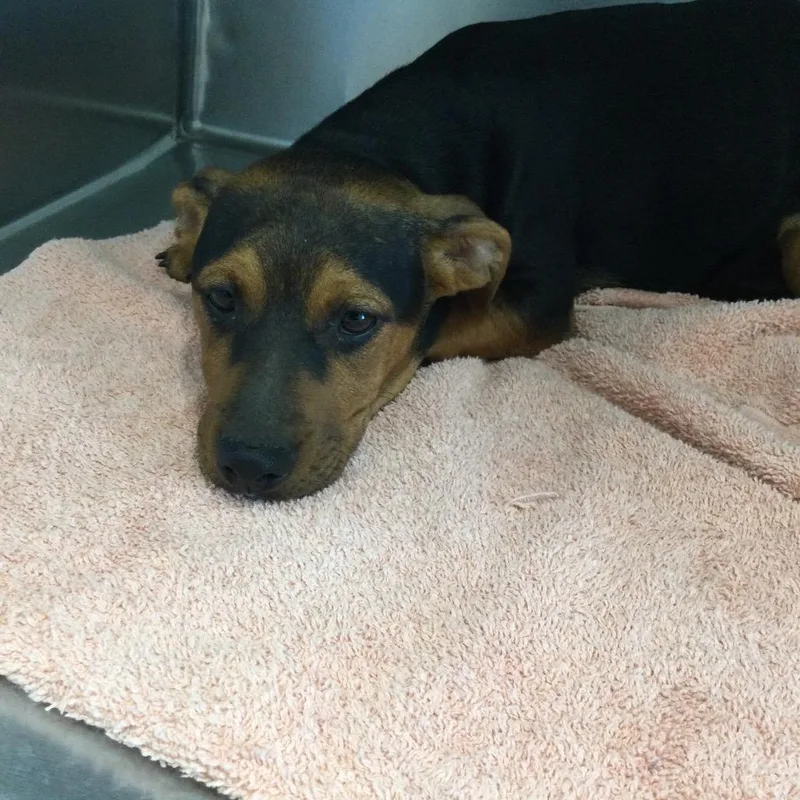 A baby small-sized female Brown / Chocolate Mixed Breed dog named Pat Benatar for adoption in Marshall, VA