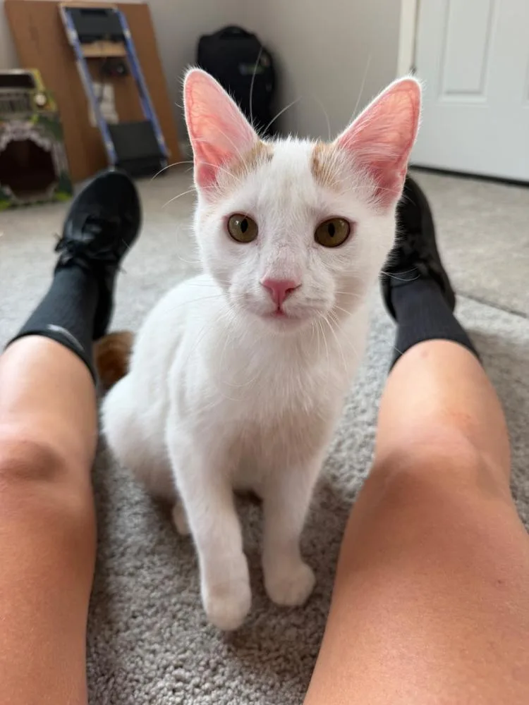 A young medium-sized male Domestic Short Hair cat named Gus for adoption in Ferndale, MI
