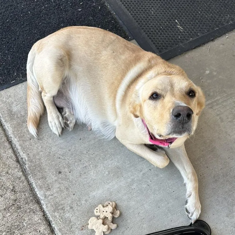 An adult large-sized female Yellow / Tan / Blond / Fawn Labrador Retriever dog named Jordan for adoption in Corinth, MS