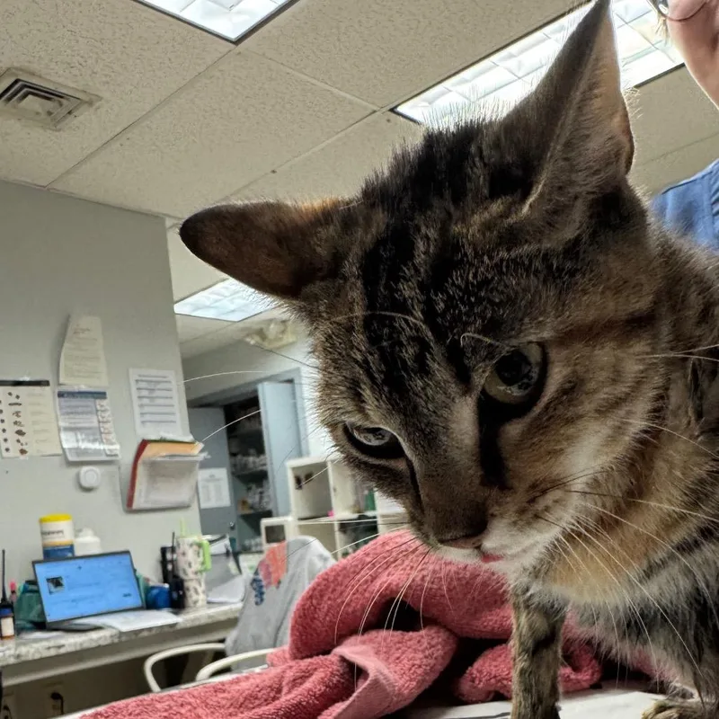 A young medium-sized female Brown / Chocolate Domestic Short Hair cat named Georgia for adoption in Birdsboro, PA