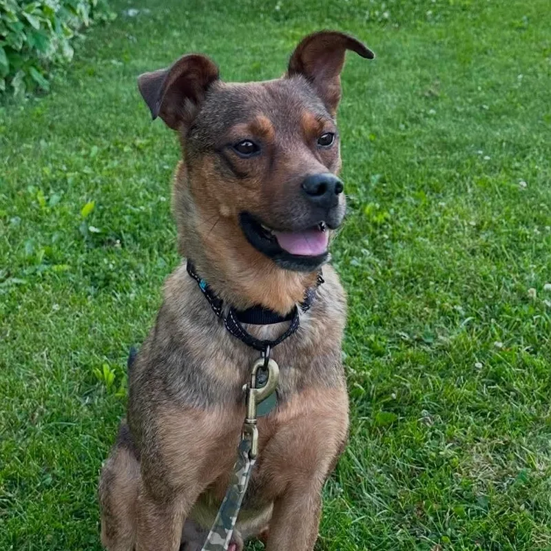 An adult medium-sized male Golden Mixed Breed dog named Buster Brown for adoption in De Pere, WI