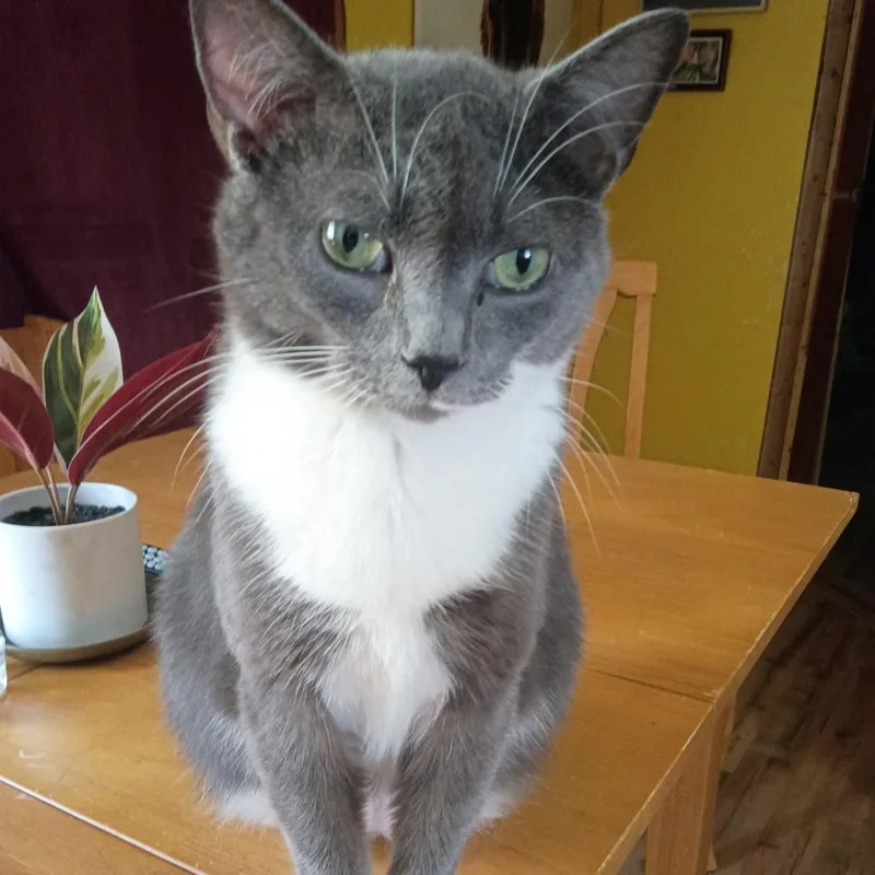 An adult large-sized male Gray / Blue / Silver Domestic Short Hair cat named Groot for adoption in Asheville, NC