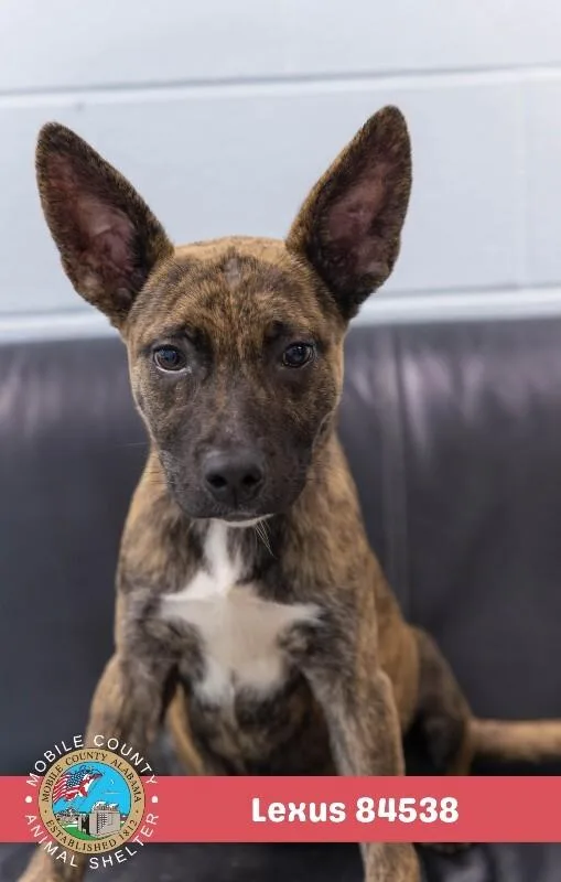 An adult medium-sized female Brindle Mixed Breed dog named Lexus for adoption in Mobile, AL