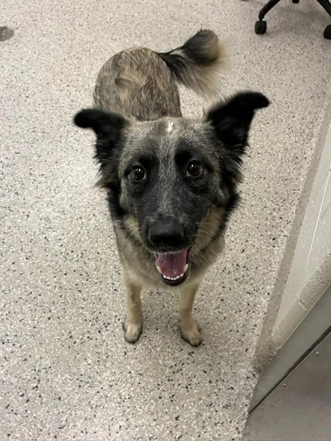 A young medium-sized female Siberian Husky dog named Oakley for adoption in Brighton, CO