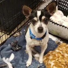 A young small-sized male White / Cream Chihuahua dog named Chance for adoption in Green Valley, AZ