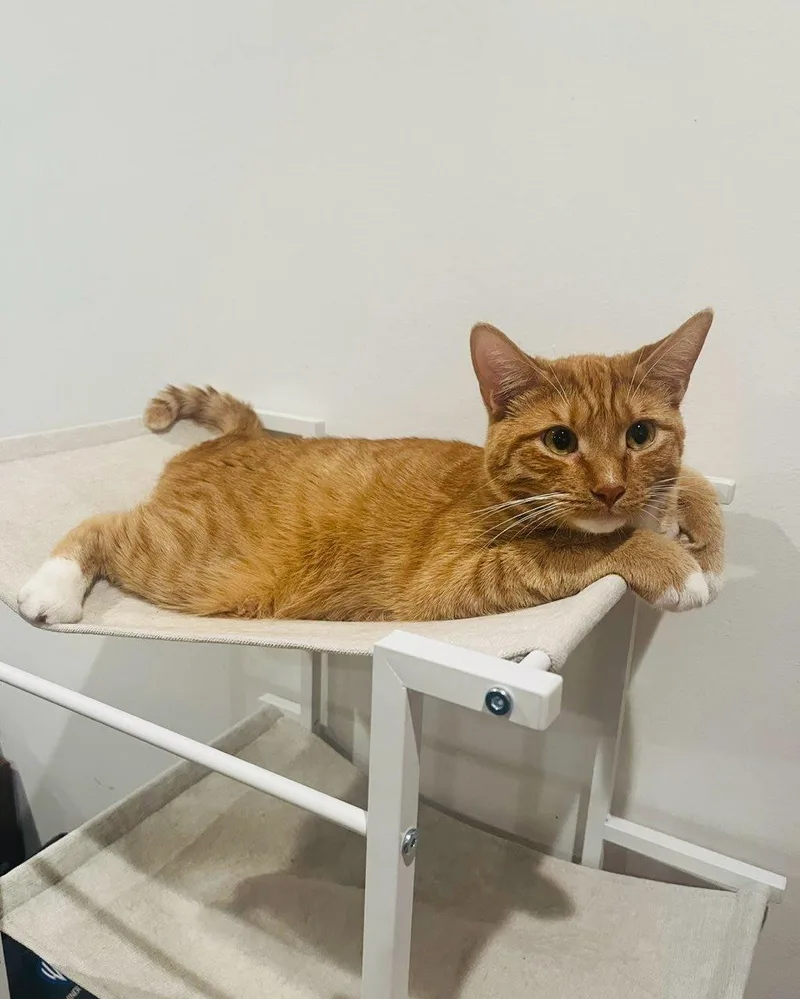 A young medium-sized male Domestic Short Hair cat named Hobbs for adoption in Los Angeles, CA